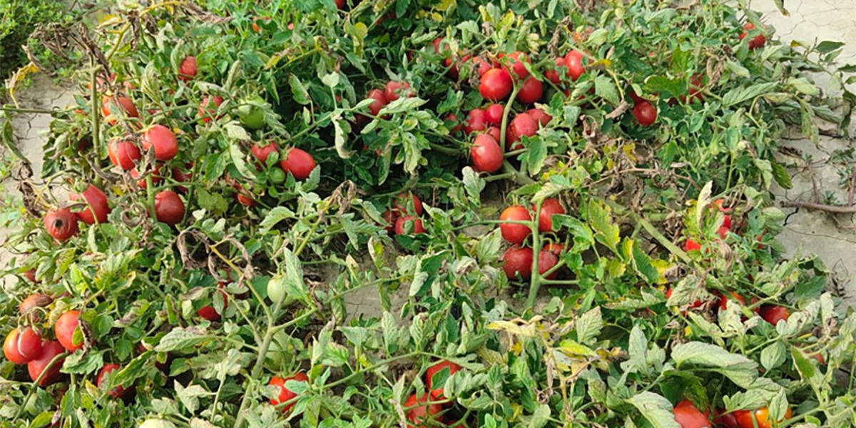 Agricoltura sostenibile: meno acqua e più qualità nel pomodoro da industria